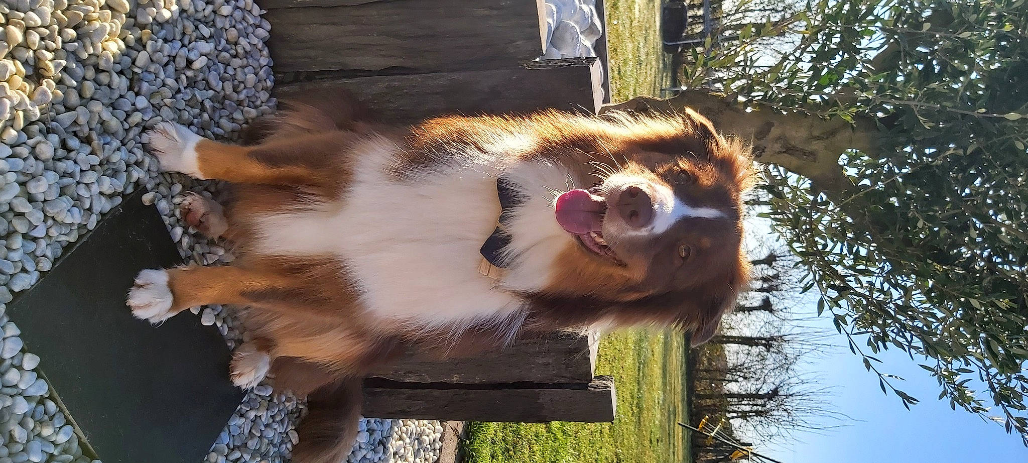 Rolly participe au concours pour gagner de l'argent avec cette photo : big_cats, canidae, canis, carnivore, companion_dog, dog_breed, fawn, felidae, fur, natural_material, plant, sky, snout, tail, terrestrial_animal, tree, trunk, whiskers, wildlife, wood