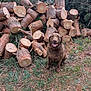 dog, animal, wood, log, tree, pile, forest, outdoor, nature, pine, branch, bark, ground, leaf, pet, mammal, happy, sitting, brown, fur