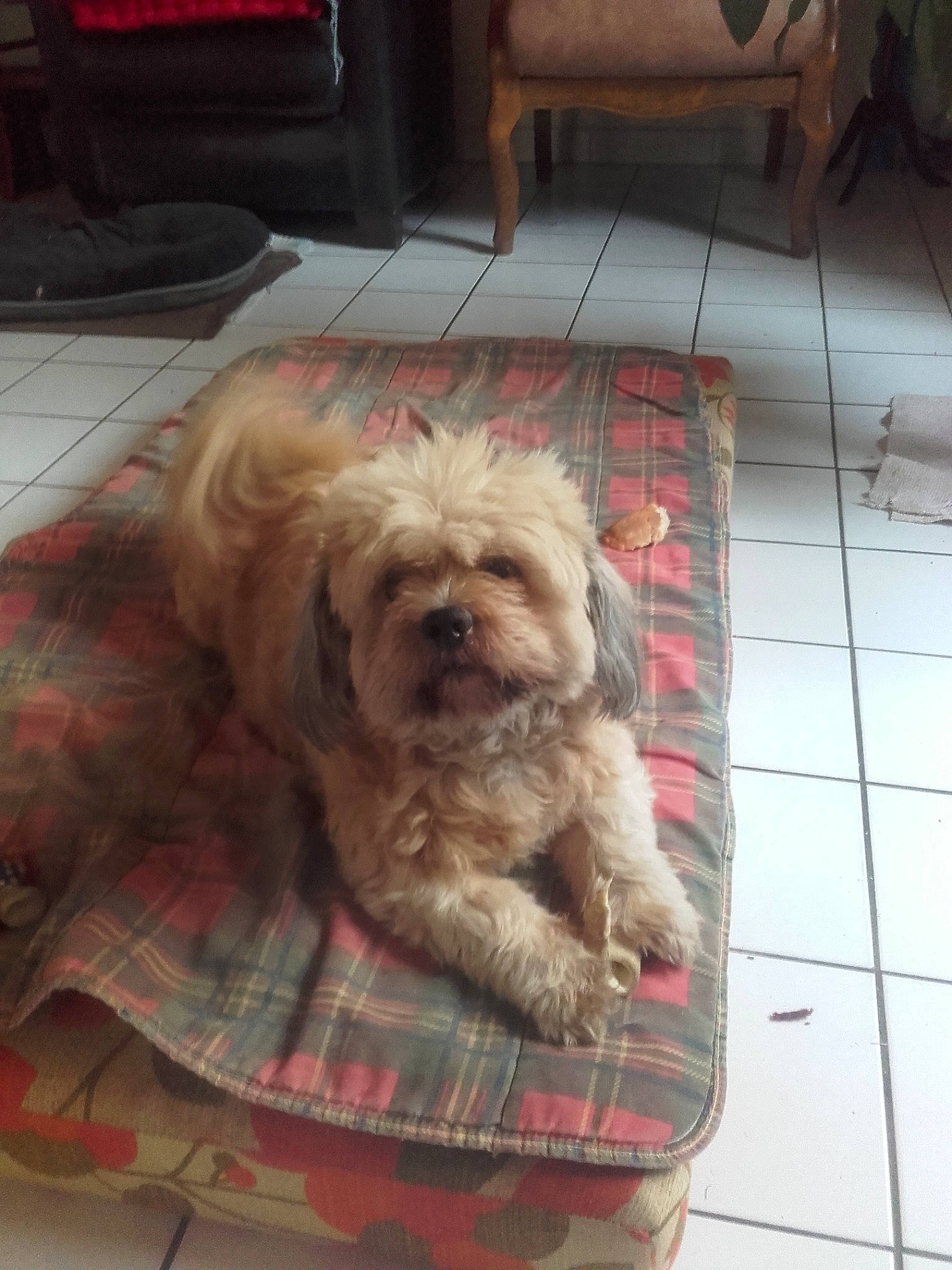 Jina a rejoint le concours — aidez-le/la à gagner de superbes lots ! bolonka, canidae, carnivore, catalan_sheepdog, chinese_imperial_dog, companion_dog, dog, dog_breed, glen_of_imaal_terrier, lhasa_apso, mammal, poodle_crossbreed, sapsali, schnoodle, shih_tzu, sporting_group, sporting_lucas_terrier, terrier, tibetan_terrier, vertebrate