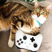 Ottawa participe au concours pour gagner de l'argent avec cette photo : animal, cat, close_up, collar, curious, cute, domestic_cat, feline, gaming_controller, green_eyes, indoor, paw, pet, playful, relaxed, soft_blanket, striped_fur, tabby, whiskers, white_controller