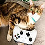 animal, cat, close_up, collar, curious, cute, domestic_cat, feline, gaming_controller, green_eyes, indoor, paw, pet, playful, relaxed, soft_blanket, striped_fur, tabby, whiskers, white_controller