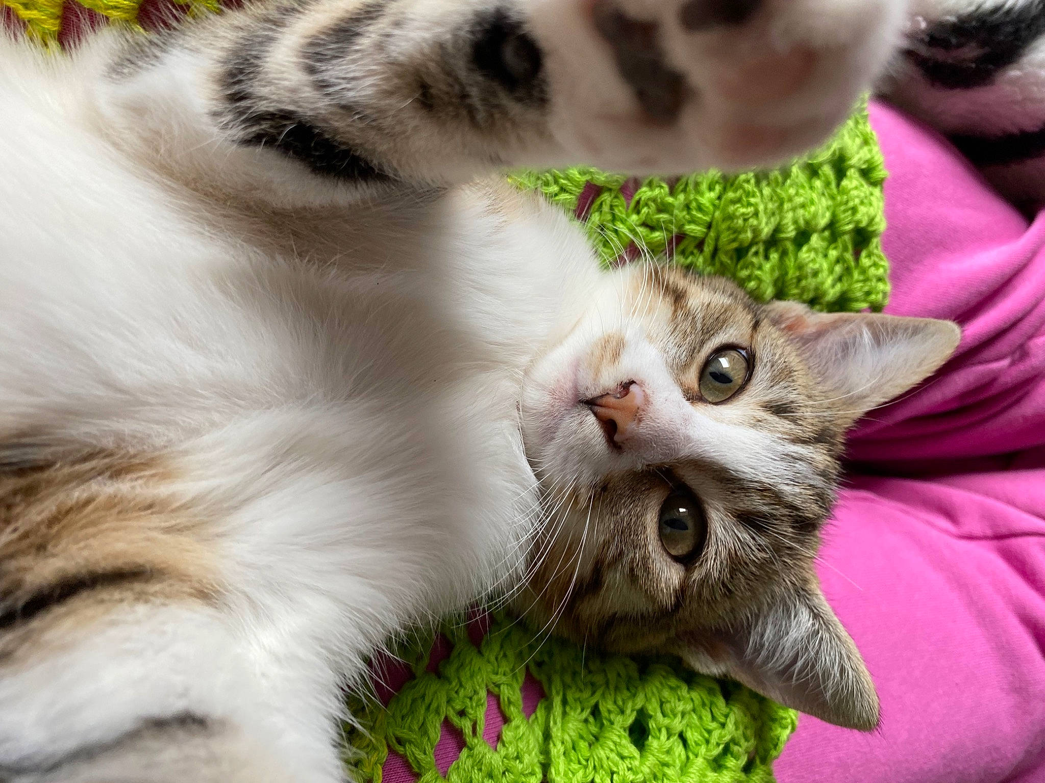 Tia a rejoint le concours — aidez-le/la à gagner de superbes lots ! carnivore, cat, claw, close_up, comfort, domestic_short_haired_cat, fang, fawn, felidae, fur, grass, green, paw, photo_caption, plant, small_to_medium_sized_cats, snout, tail, terrestrial_animal, whiskers