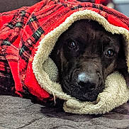 Mama is registered to the contest to win money with this photo: animal, bed, black_dog, blanket, closeup, comfort, cozy, cute, dog, fur, indoor, lying_down, pet, portrait, red_blanket, relaxed, resting, snuggled, soft_texture, warm