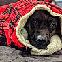 animal, bed, black_dog, blanket, closeup, comfort, cozy, cute, dog, fur, indoor, lying_down, pet, portrait, red_blanket, relaxed, resting, snuggled, soft_texture, warm