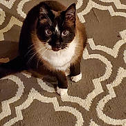 Taio joined the competition — help win amazing prizes! animal, black, brown, carpet, cat, curious, cute, domestic, ears, eyes, floor, fur, indoor, looking_up, pattern, paws, pet, sitting, whiskers, white