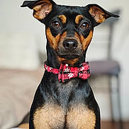 Koda participe au concours pour gagner de l'argent avec cette photo : dog, portrait, bow_tie, festive, christmas, black_and_tan, short_hair, upright, sitting, indoors, pet, animal, face, eyes, ears, collar, red, formal, close_up, photography