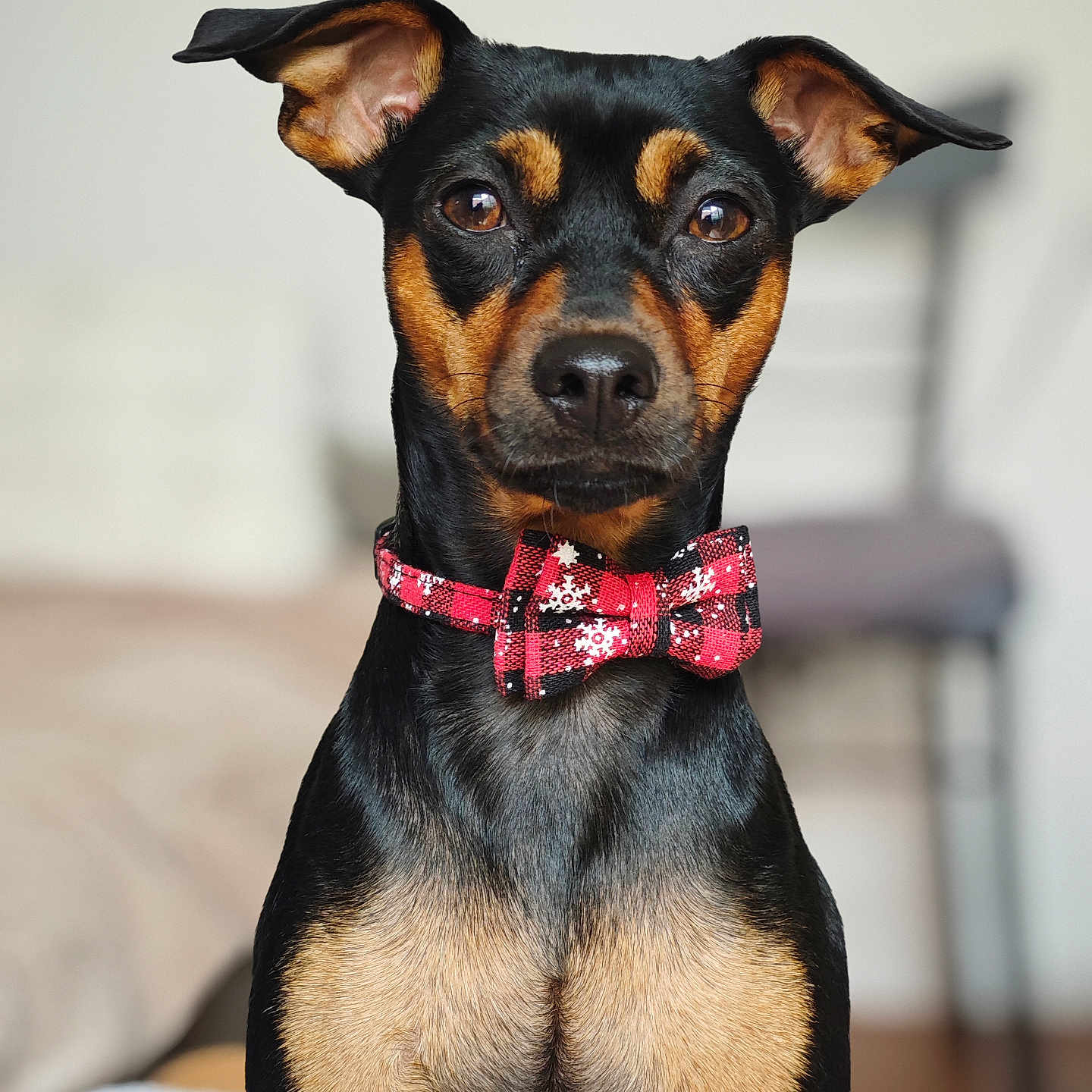 Koda