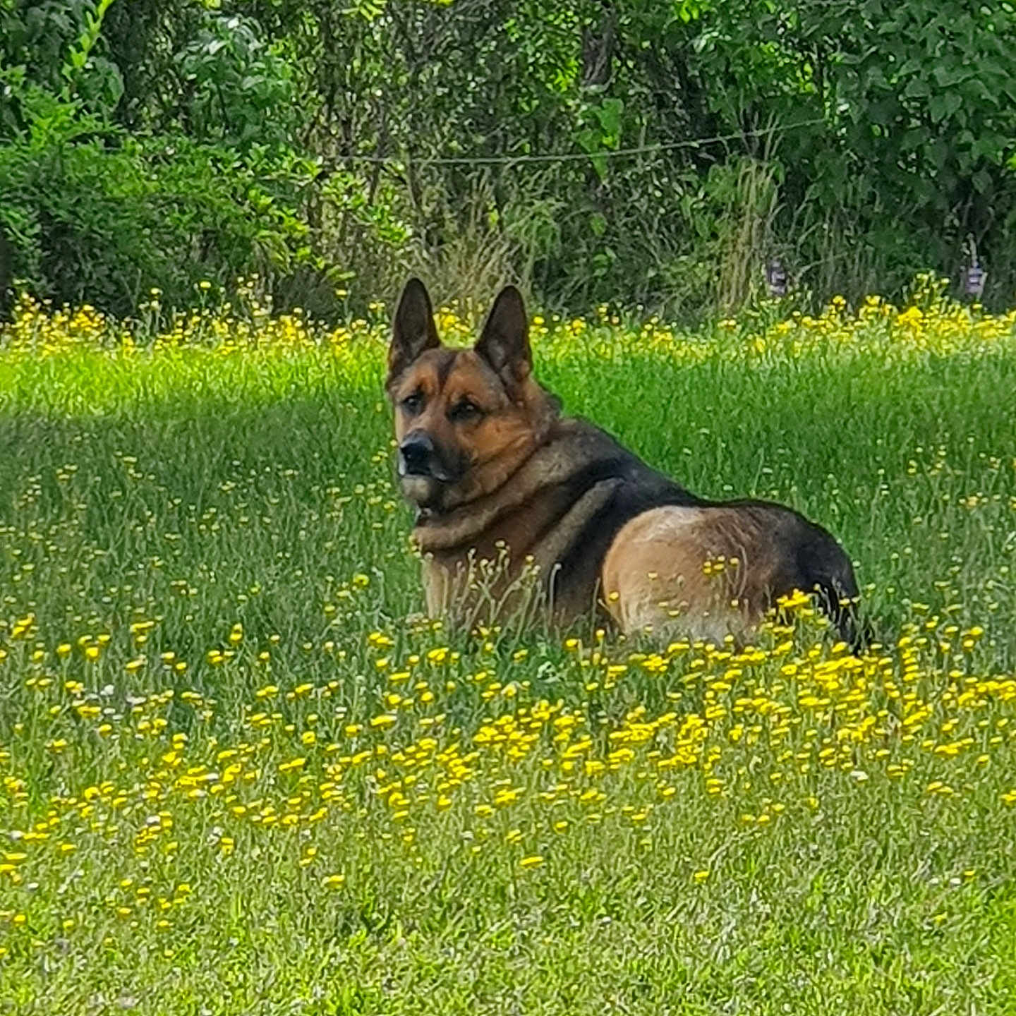Rayden a rejoint le concours — aidez-le/la à gagner de superbes lots ! animal, canine, dog, field, germanshepherd, grass, grassland, green, grove, land, nature, outdoors, pet, plant, policedog, puppy, tree, vegetation, woodland, yard