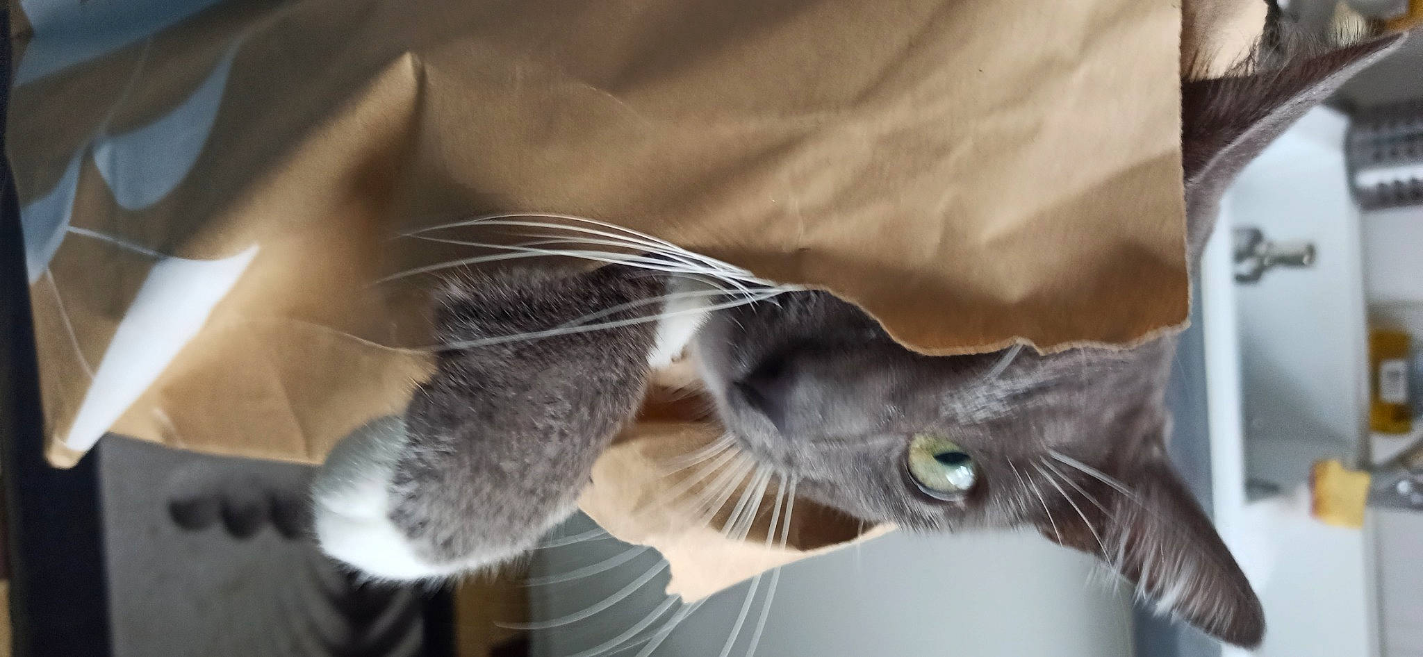 Simba participe au concours pour gagner de l'argent avec cette photo : carnivore, cat, claw, comfort, domestic_short_haired_cat, felidae, fur, grey, paw, russian_blue, small_to_medium_sized_cats, snout, tail, whiskers