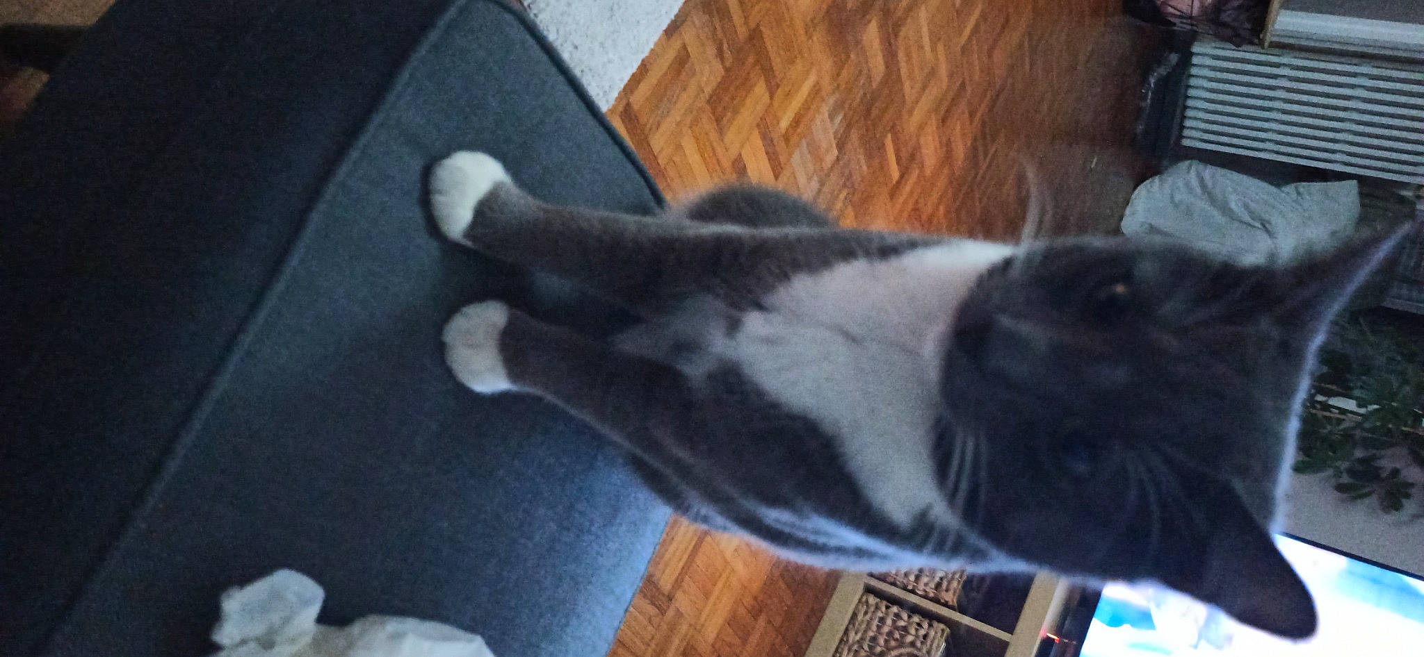 Simba a rejoint le concours — aidez-le/la à gagner de superbes lots ! black_cat, canidae, carnivore, cat, claw, comfort, dog_breed, domestic_short_haired_cat, felidae, flooring, fur, grey, hardwood, paw, small_to_medium_sized_cats, snout, sporting_group, tail, whiskers, wood