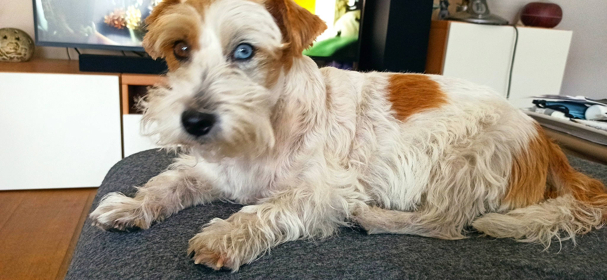 Maiden a rejoint le concours — aidez-le/la à gagner de superbes lots ! biewer_terrier, canidae, carnivore, collar, companion_dog, dog, dog_breed, dog_collar, dog_supply, fur, liver, non_sporting_group, puppy, small_terrier, terrestrial_animal, terrier, toy_dog, working_animal, working_terrier, yorkipoo