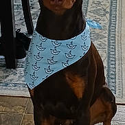 Ryder joined the competition — help win amazing prizes! animal, bandana, black, blue_bandana, brown, canine, doberman, dog, ears, eyes, floor, household, indoor, looking_at_camera, patterned_rug, pet, portrait, rug, sitting, tile_floor
