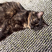 Beauty joined the competition — help win amazing prizes! cat, tortoiseshell, sleeping, fur, pet, animal, indoor, cozy, relaxed, resting, carpet, texture, pattern, home, closeup, whiskers, paw, cute, calm, soft