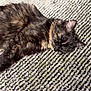 cat, tortoiseshell, sleeping, fur, pet, animal, indoor, cozy, relaxed, resting, carpet, texture, pattern, home, closeup, whiskers, paw, cute, calm, soft