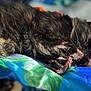 Beauty is registered to the contest to win money with this photo: cat, sleeping, fur, paw, blanket, bed, cozy, relaxed, indoor, pet, animal, resting, closeup, colorful, soft_light, whiskers, feline, calm, cute, domestic