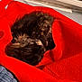Beauty is registered to the contest to win money with this photo: cat, tortoiseshell_cat, sleeping, curled_up, red_bag, fabric, indoor, cozy, pet, fur, resting, nap, close_up, soft_texture, window_blind, home, comfort, animal, cute, relaxing