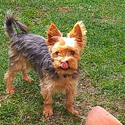 Léo a rejoint le concours — aidez-le/la à gagner de superbes lots ! animal, canine, cute, daylight, dog, domestic_animal, ears, fur, grass, ground, mammal, nature, outdoor, pet, playful, small_dog, tail, tongue_out, toy, yard