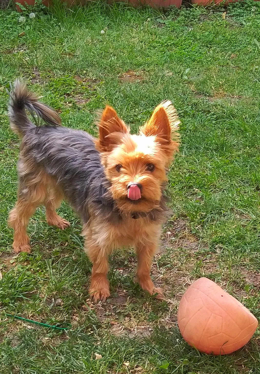 Léo a rejoint le concours — aidez-le/la à gagner de superbes lots ! animal, canine, cute, daylight, dog, domestic_animal, ears, fur, grass, ground, mammal, nature, outdoor, pet, playful, small_dog, tail, tongue_out, toy, yard