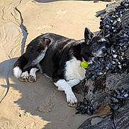 Lexa a rejoint le concours — aidez-le/la à gagner de superbes lots ! animal, beach, black_and_white, coast, collar, dog, mussels, nature, outdoor, paw, pet, quiet, relaxation, resting, rock, sand, seafood, shore, sleeping, sunlight