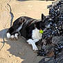 animal, beach, black_and_white, coast, collar, dog, mussels, nature, outdoor, paw, pet, quiet, relaxation, resting, rock, sand, seafood, shore, sleeping, sunlight