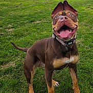 Bonnie joined the competition — help win amazing prizes! dog, bubble, grass, park, outdoor, pet, canine, happy, tongue, ears, playing, nature, field, summer, collar, animal, muzzle, brown, tan, expressive