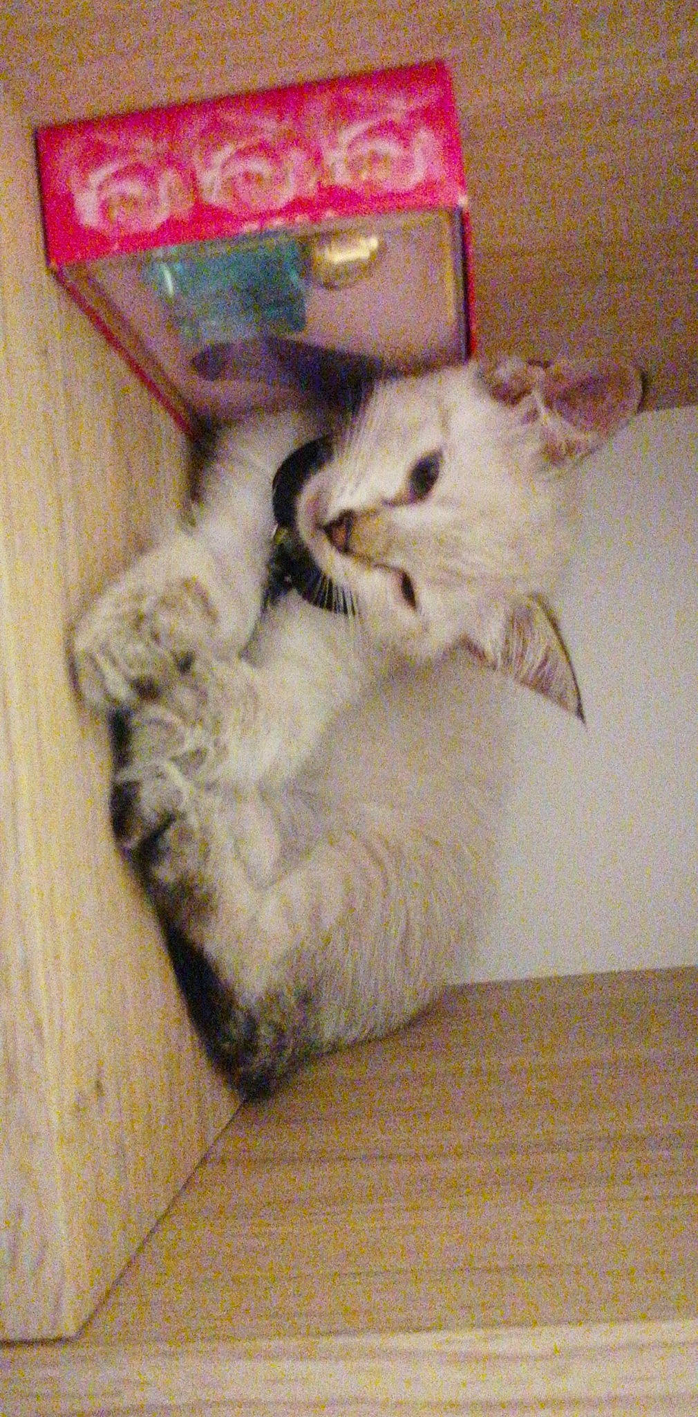 Skye participe au concours pour gagner de l'argent avec cette photo : carnivore, cat, chair, claw, comfort, companion_dog, couch, dog_breed, domestic_short_haired_cat, fawn, felidae, flooring, fur, hardwood, paw, small_to_medium_sized_cats, snout, tail, whiskers, wood