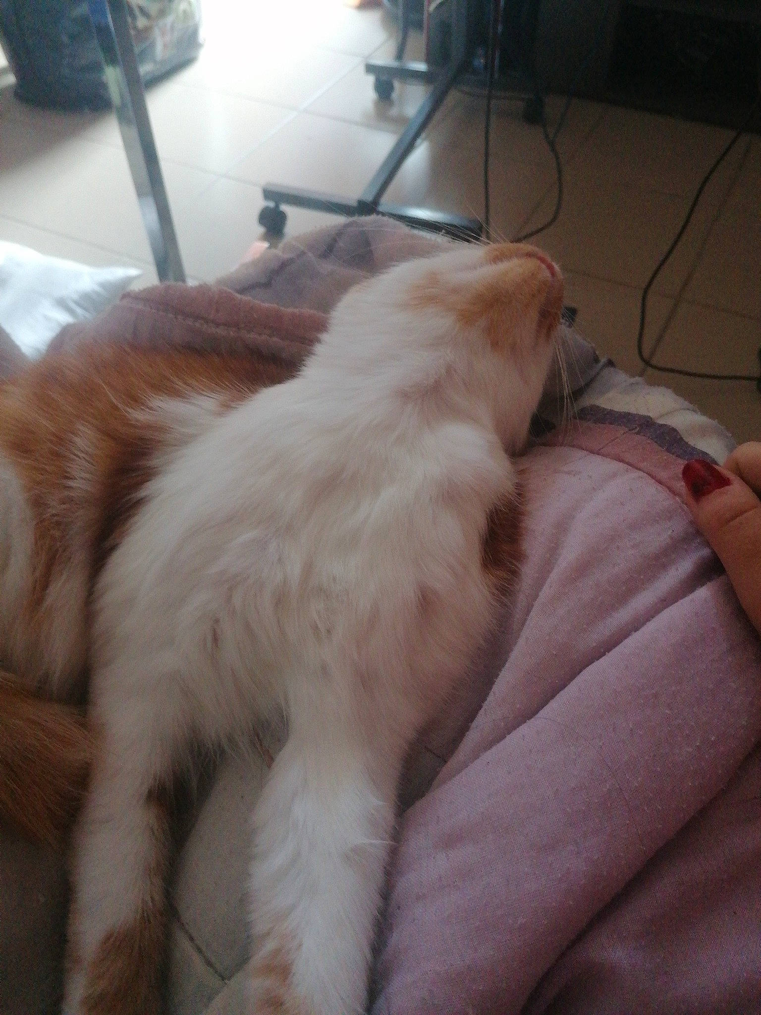 Sushi participe au concours pour gagner de l'argent avec cette photo : canidae, carnivore, comfort, companion_dog, dog, dog_breed, fawn, felidae, flooring, fur, gun_dog, hardwood, liver, paw, room, small_to_medium_sized_cats, snout, sporting_group, tail, whiskers