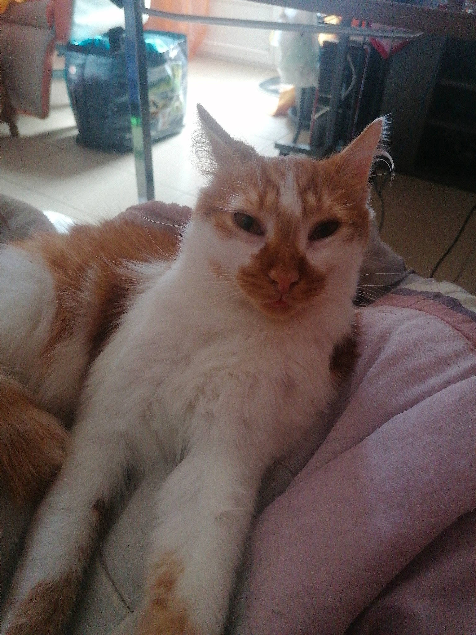 Sushi participe au concours pour gagner de l'argent avec cette photo : carnivore, cat, claw, comfort, domestic_short_haired_cat, eye, fawn, felidae, fur, paw, small_to_medium_sized_cats, snout, tail, whiskers