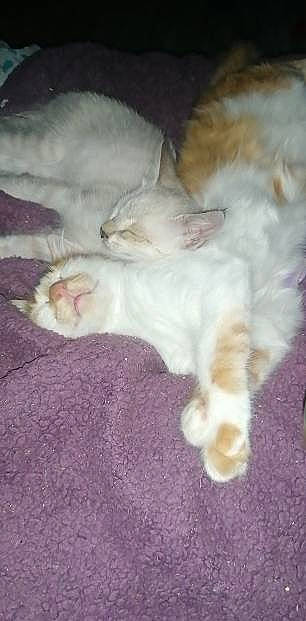 Sushi a rejoint le concours — aidez-le/la à gagner de superbes lots ! carnivore, cat, claw, comfort, domestic_short_haired_cat, fawn, felidae, fur, nap, paw, sand, sleep, small_to_medium_sized_cats, snout, tail, vertebrate, whiskers