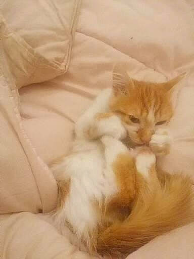 Sushi a rejoint le concours — aidez-le/la à gagner de superbes lots ! art, bed, carnivore, cat, claw, comfort, domestic_short_haired_cat, fawn, felidae, fur, linens, nap, paw, small_to_medium_sized_cats, snout, tail, whiskers