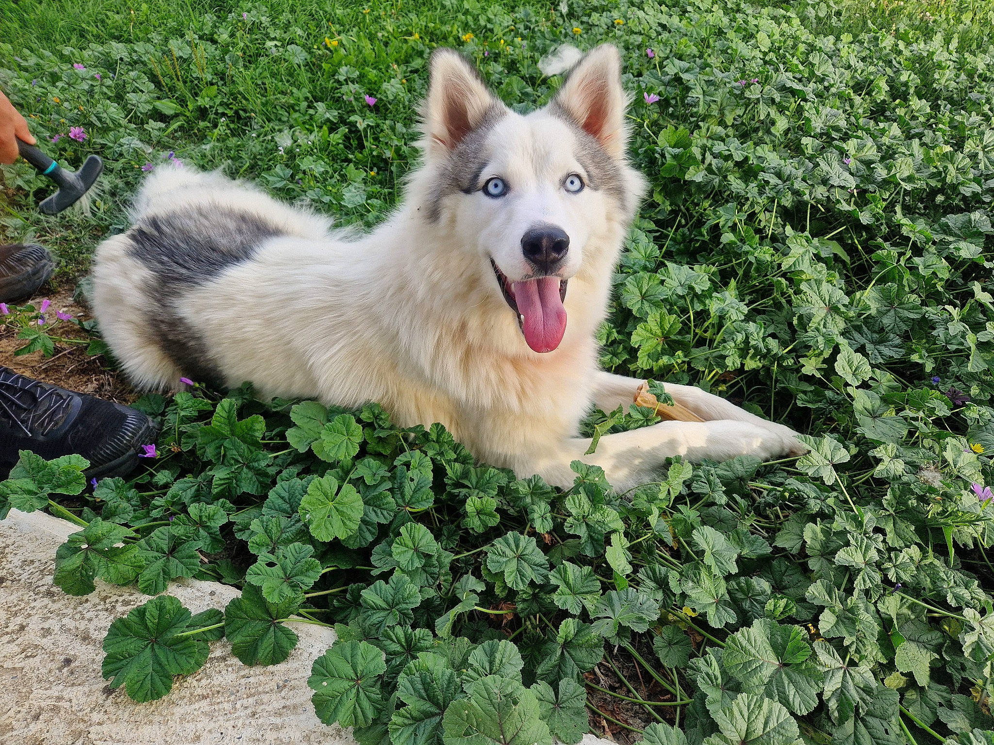 Tahora participe au concours pour gagner de l'argent avec cette photo : ancient_dog_breeds, canidae, carnivore, collar, companion_dog, dog, dog_breed, dog_supply, fang, fawn, grass, groundcover, herding_dog, plant, soil, sporting_group, tail, terrestrial_animal, working_animal, working_dog