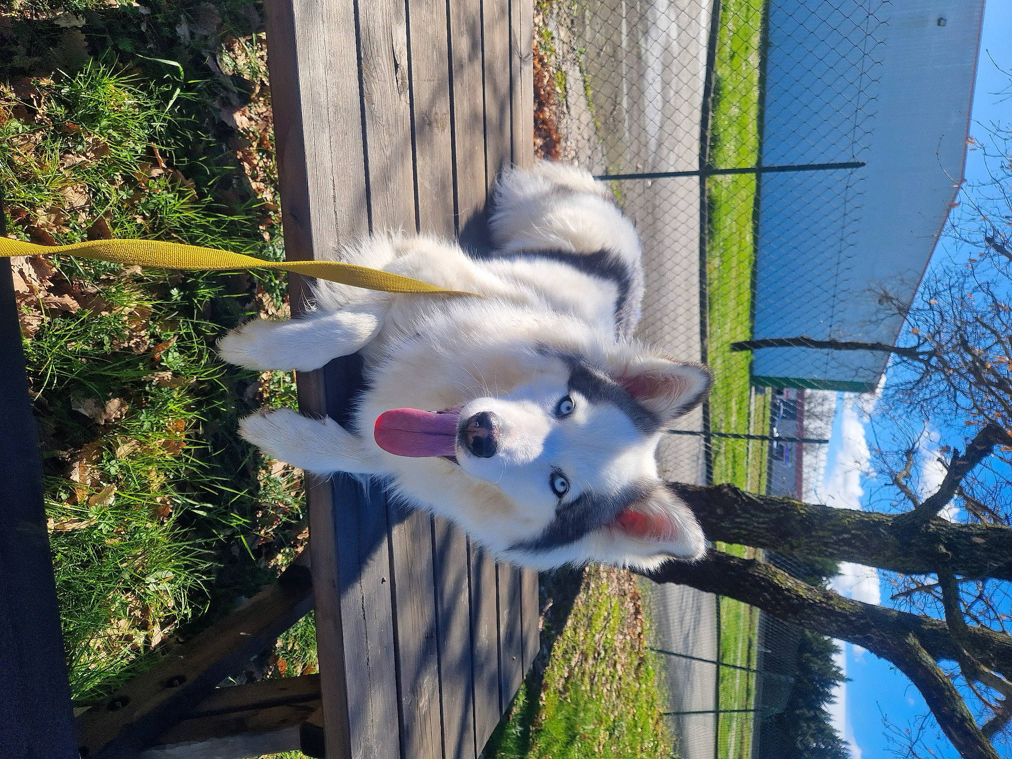 Tahora a rejoint le concours — aidez-le/la à gagner de superbes lots ! canidae, canis, carnivore, companion_dog, dog, dog_breed, fawn, felidae, fur, grass, non_sporting_group, plant, small_to_medium_sized_cats, sporting_group, tail, terrestrial_animal, tree, twig, wildlife, wood