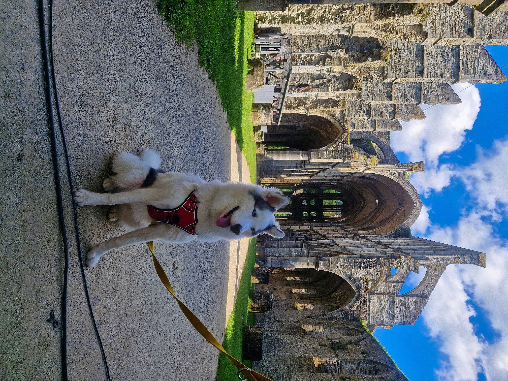 Tahora participe au concours pour gagner de l'argent avec cette photo : art, blue, building, carnivore, cloud, collar, companion_dog, dog, dog_breed, fawn, leisure, line, plant, sidewalk, sky, urban_design, wall, water, working_animal, world