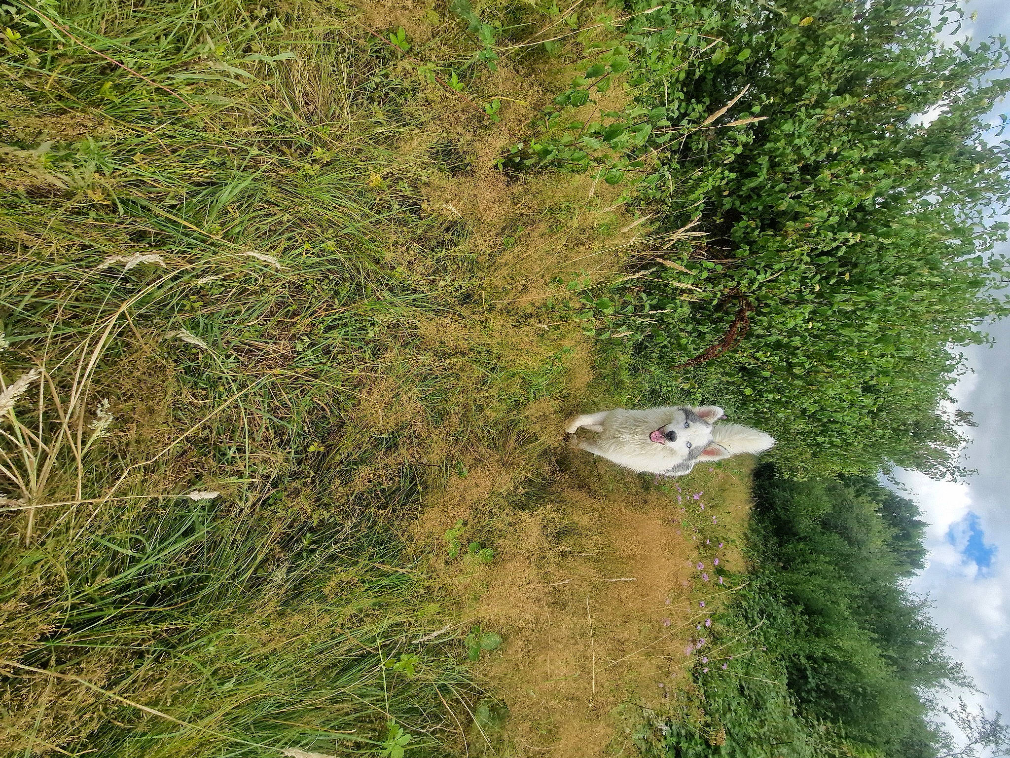 Tahora a rejoint le concours — aidez-le/la à gagner de superbes lots ! cloud, grass, grassland, groundcover, landscape, natural_landscape, non_vascular_land_plant, pasture, plant, plant_community, prairie, shrub, shrubland, sky, soil, subshrub, tree, twig, wetland, wildlife