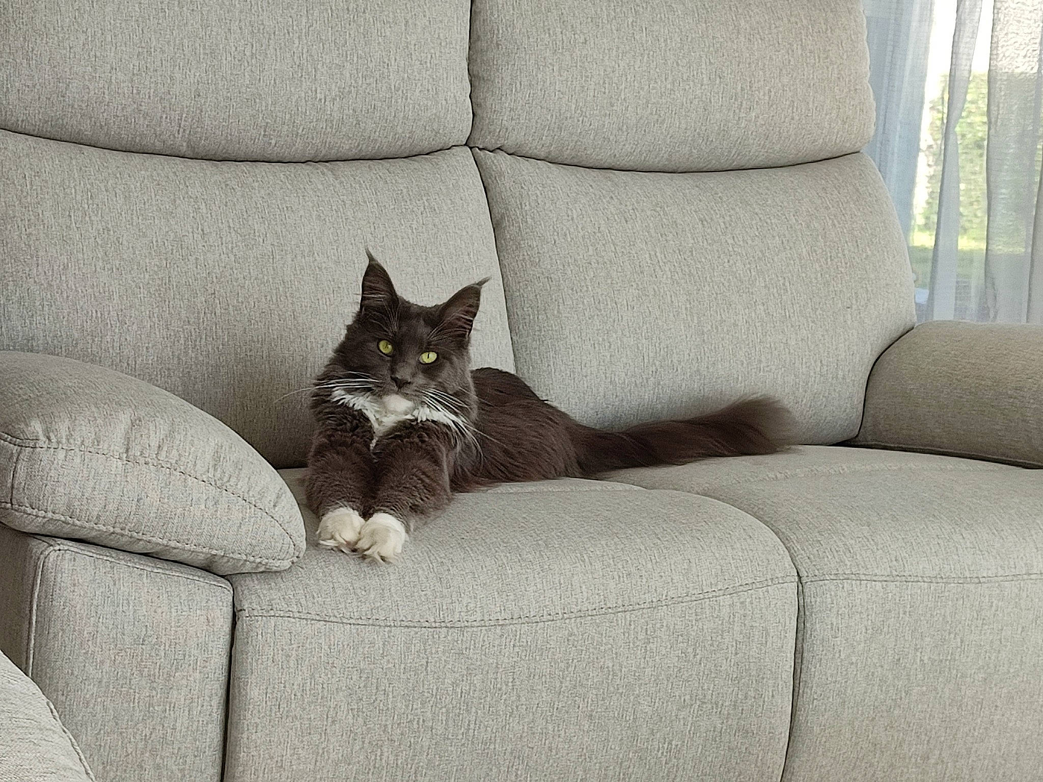 Sockette participe au concours pour gagner de l'argent avec cette photo : carnivore, cat, comfort, couch, felidae, flooring, furniture, grey, linens, living_room, plant, room, small_to_medium_sized_cats, studio_couch, tail, textile, vertebrate, whiskers, window, wood