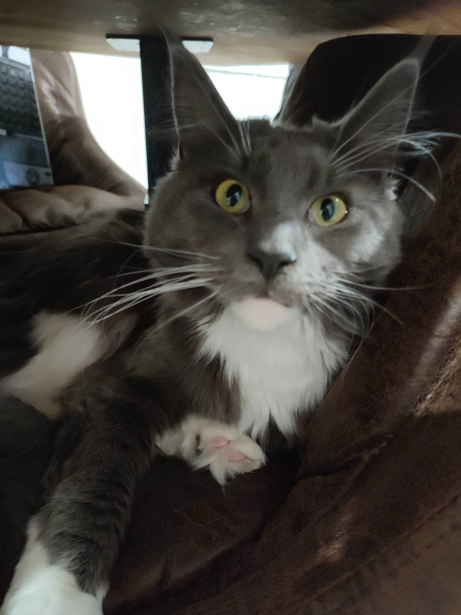 Sockette participe au concours pour gagner de l'argent avec cette photo : box, carnivore, cat, comfort, domestic_short_haired_cat, felidae, fur, packaging_and_labeling, paw, sitting, small_to_medium_sized_cats, snout, tail, whiskers, window