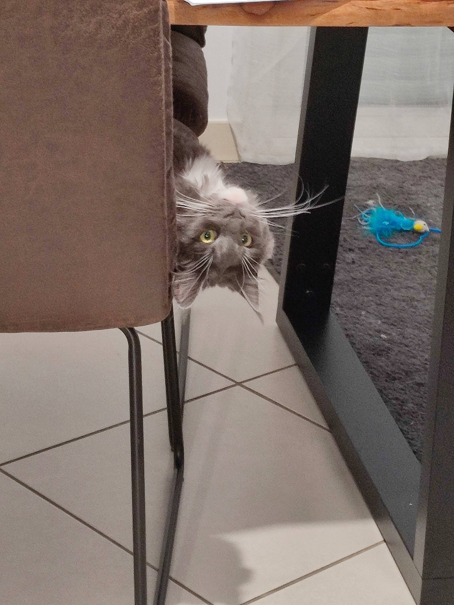 Sockette participe au concours pour gagner de l'argent avec cette photo : box, carnivore, cat, chair, comfort, domestic_short_haired_cat, fawn, felidae, flooring, flowerpot, fur, glass, hardwood, room, small_to_medium_sized_cats, table, tail, textile, whiskers, wood