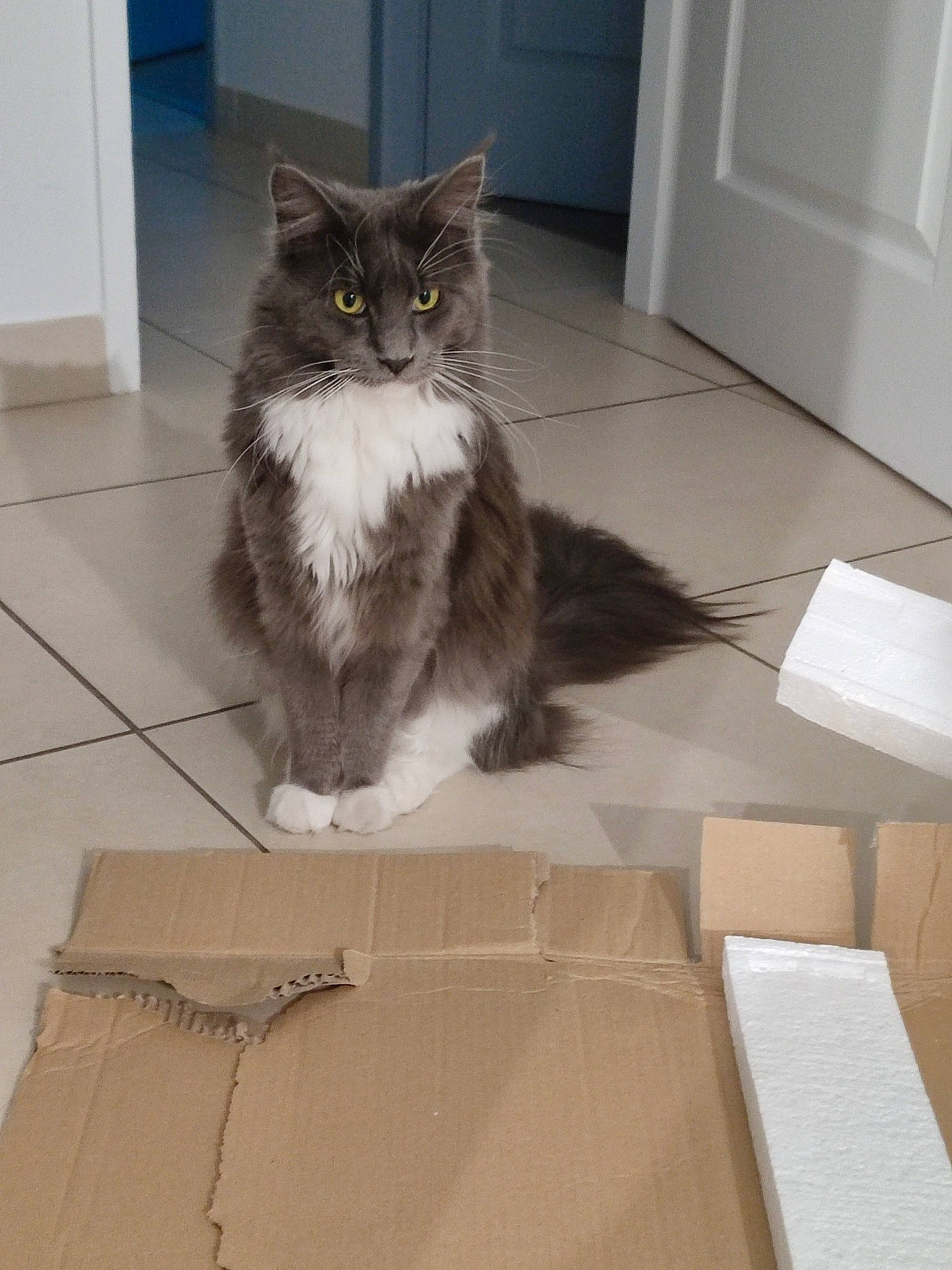 Sockette participe au concours pour gagner de l'argent avec cette photo : box, cardboard, carnivore, carton, cat, domestic_short_haired_cat, door, felidae, flooring, fur, hardwood, packaging_and_labeling, paper_product, paw, shipping_box, small_to_medium_sized_cats, tail, tile_flooring, whiskers, wood