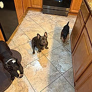 Gordo joined the competition — help win amazing prizes! dog, kitchen, tile_floor, brown_cabinets, black_dog, small_dog, medium_dog, pet, indoor, floor_mat, appliance, stove, countertop, animal, canine, tongue_out, collar, wood_cabinet, tile_grout, domestic
