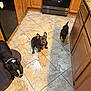 dog, kitchen, tile_floor, brown_cabinets, black_dog, small_dog, medium_dog, pet, indoor, floor_mat, appliance, stove, countertop, animal, canine, tongue_out, collar, wood_cabinet, tile_grout, domestic