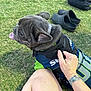 Gordo joined the competition — help win amazing prizes! dog, grass, person, hand, tattoo, shoes, backpack, outdoor, pet, vest, leash, tongue, sitting, casual, relaxed, animal, summer, daylight, nature, companion
