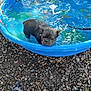 Gordo is registered to the contest to win money with this photo: dog, black_dog, kiddie_pool, water, outdoor, pet, rocky_ground, toy, blue_pool, summer, animal, canine, play, wet, small_dog, backyard, nature, recreation, relaxation, leash