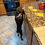 dog, kitchen, countertop, tile_floor, cabinet, curious, black_dog, standing, sniffing, collar, granite_counter, yellow_packets, pill, stove, oven, towel, toaster, bottle, can, floor