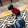 dog, pet, indoor, rug, floor, tile_floor, football_jersey, sports_jersey, black_dog, small_dog, seattle_seahawks, arizona_cardinals, animal_clothing, patterned_rug, chair, wooden_chair, two_dogs, domestic_animal, cute, playing