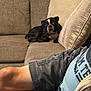 dog, couch, living_room, person, shorts, tshirt, cushion, beige, black_and_white, pet, relaxing, indoor, furniture, seated, casual, comfort, animal, companion, resting, domestic