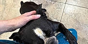 Diesel joined the competition — help win amazing prizes! dog, black_and_white, pet, lap, hand, blue_pants, stars, moon, floor_tiles, indoor, snuggling, cozy, animal, comfort, resting, human_interaction, casual, relaxation, domestic, companionship