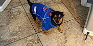 Tiny is registered to the contest to win money with this photo: dog, pet, blue_jersey, sportswear, indoor, tile_floor, door, looking_up, small_dog, curious, animal, canine, brown_and_black, standing, home, wall, baseboard, collar, tail_up, cute