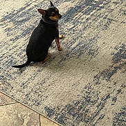 Tiny is registered to the contest to win money with this photo: dog, small_dog, black_dog, brown_dog, carpet, floor, tile_floor, indoor, pet, sitting, animal, collar, blurred, texture, home, domestic, fur, canine, looking_away, background