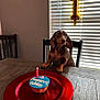animal, balloon, birthday, brown_dog, cake, candle, celebration, chair, cupcake, cute, dachshund, dog, indoor, lighting, number_one, pet, red_plate, small_dog, table, window_blinds