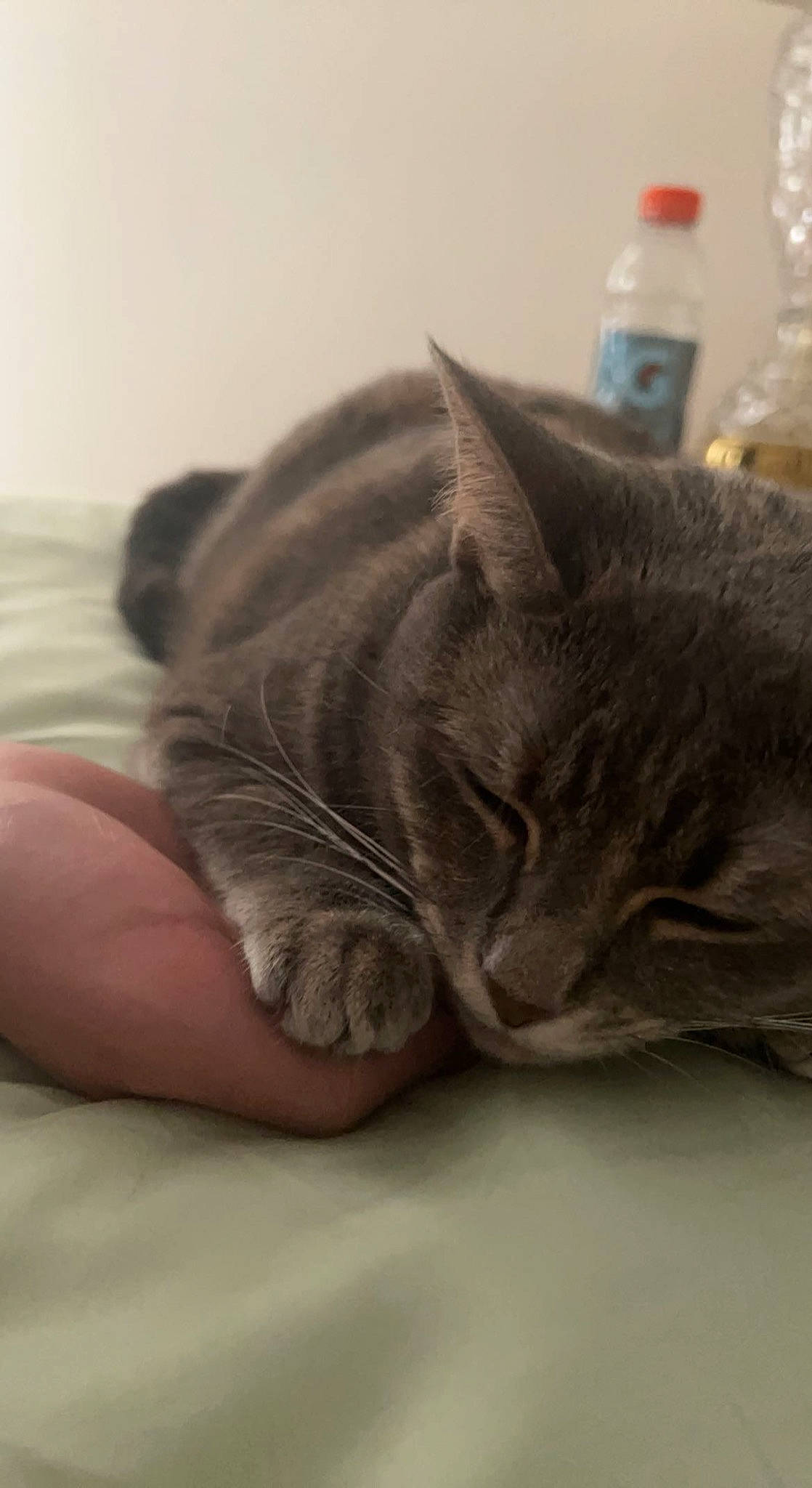 Addi joined the competition — help win amazing prizes! bottle, carnivore, cat, claw, comfort, domestic_short_haired_cat, felidae, fur, grey, nap, paw, sleep, small_to_medium_sized_cats, tail, water_bottle, whiskers, wrinkle